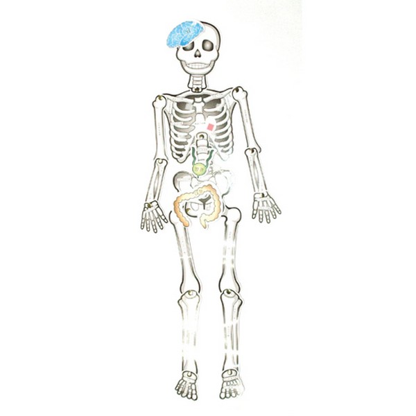 [291051]인체뼈구성/종이코팅