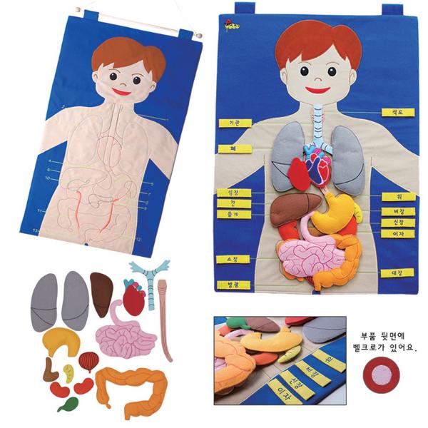 [212104]신체기관/한글/3045/차트
