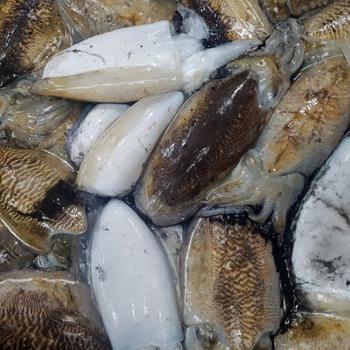 싱싱해 냉동 갑오징어(대)2kg내외(3~4미내외)