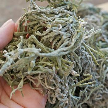 완도몰 마른청각200g