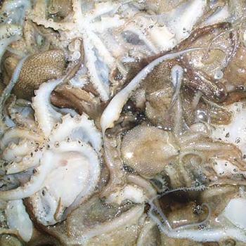 서해안 천수만 주꾸미(쭈꾸미)1kg(10미내외)