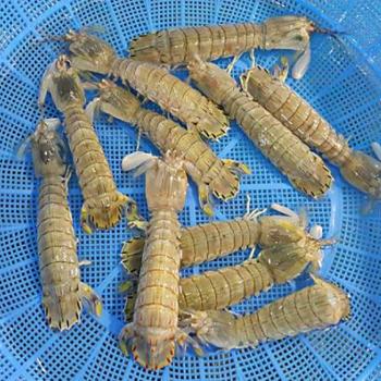 전복마을 갯가재(쏙)1kg(20미내외)