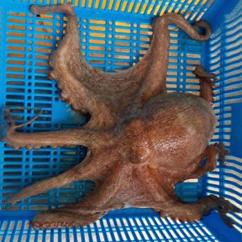 명신수산 여수 신기항 생물 돌문어1kg(1~3미내외)