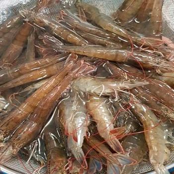 녹동수산 오동통 싱싱한 흰다리새우1kg(40~45미내외)