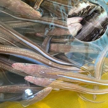 장가네 손질 바다장어(대)1kg(1~3미내외)