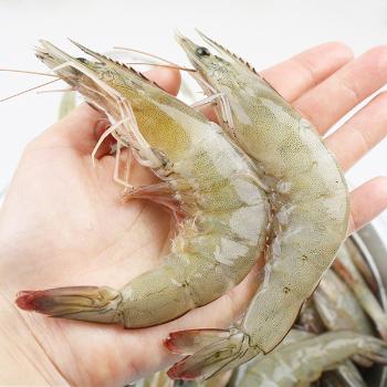 통영해풍 신안 생물 흰다리새우1kg(27미내외)
