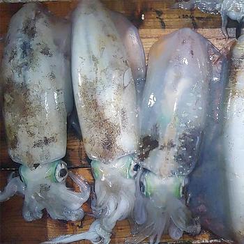 자연산 손질 무늬오징어(급냉)1kg(2~3미내외)