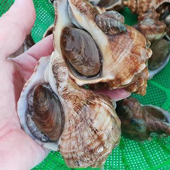 통영바다마켓 자연산삐뚤이소라중대1kg(4~7미내외)