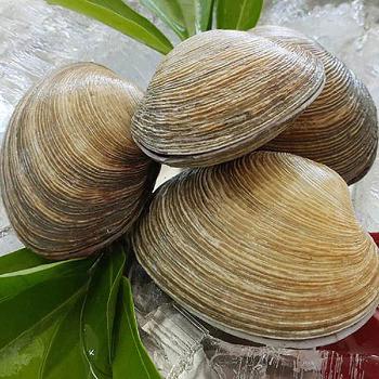 통영애찬 싱싱대합(개조개)3kg(15~25미내외)