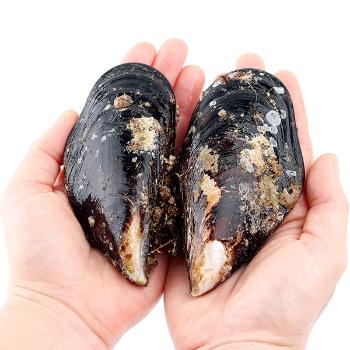 숨비해물 거제도 해녀 자연산 홍합(담치/섭)1kg