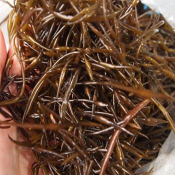전복마을 자연산 생톳2kg