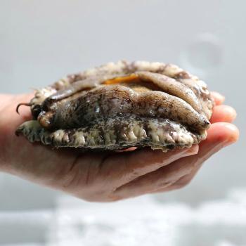 완도보물 활전복1kg(14~16미)