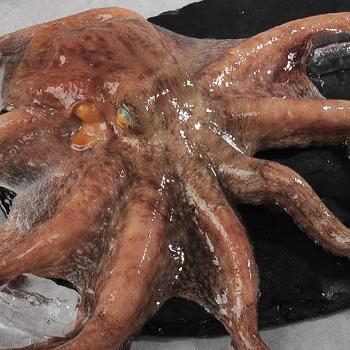 수락수산 냉동 돌문어1kg(1~3미내외)