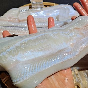 통영해풍 자연산 바다장어1kg(4~5미내외/손질후700g내외)