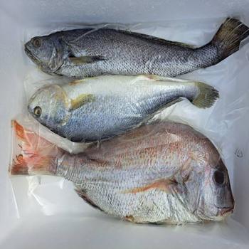 녹동수산 제수용 생선(참돔/부세조기/민어)