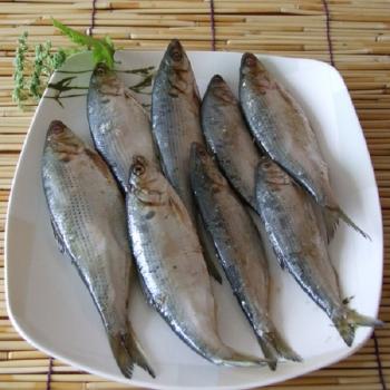 청정태안 자연산 구이용 가을전어1kg(15미내외)