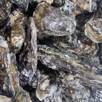 천광수산 제철 통영 석화(각굴)10kg(가열조리용)