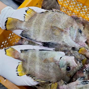 싱싱해 냉동 딱돔(금풍생이)1kg(3~5미내외)