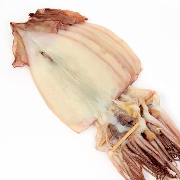 더줌 동해 해풍 자연 반건조오징어(소)750g내외(10미)
