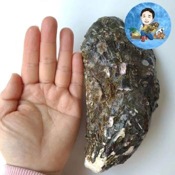 바다의아들 삼배체굴(중)1kg(4~5미)