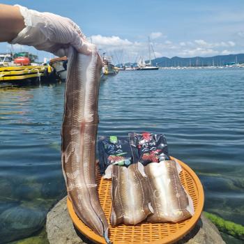 춘백이네 바다장어1kg(2~3미/실중량700g내외)