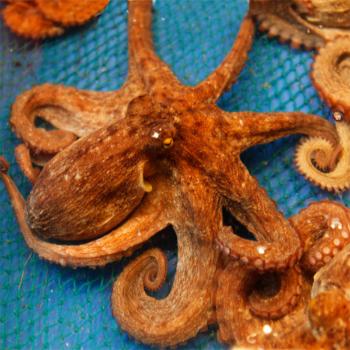 춘백이네 돌문어1kg(3~5미내외)