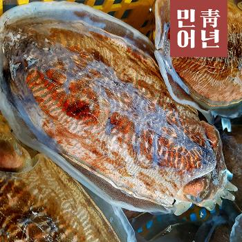 민어청년 생물 갑오징어(왕특대)1미(500g~600g내외)