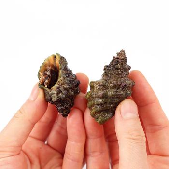 숨비해물 거제도 자연산 바다고동(맵싸리)1kg