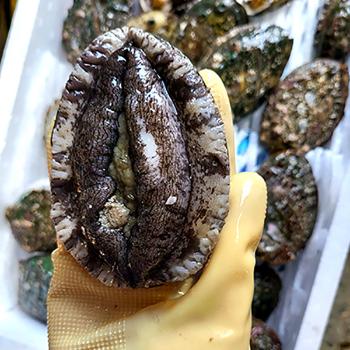 청산도 완도 활전복 선물세트1kg(9~10미내외)