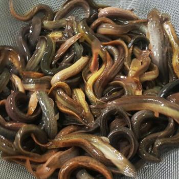 정옥 국내산 민물 급냉 손질 미꾸라지2kg