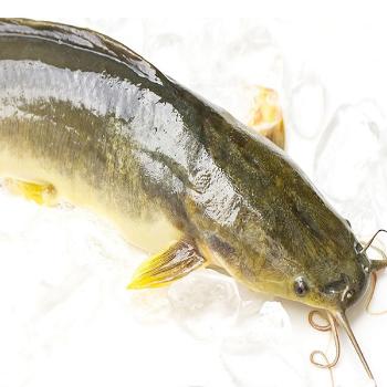 정옥 국내산 민물 급냉 손질 메기1kg(매운탕소스 포함)