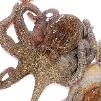 수산인 통영 돌문어1kg(1~4미내외)