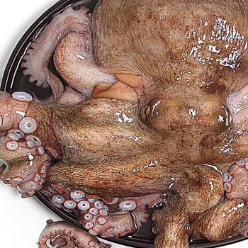 대복수산 통영 돌문어1kg(1~4미내외)