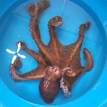 주문진 동해안 피문어 짝다리1미(1kg내외)