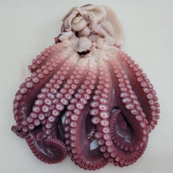 주문진 동해안 자숙문어1미(자숙전1kg)