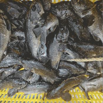 수산인 통영 손질 우럭1kg(2~3미)