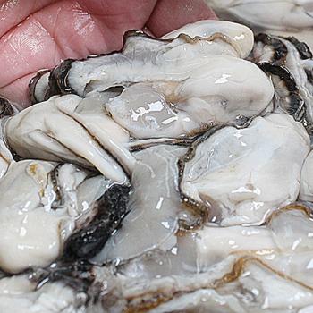 수산인 제철 통영 생굴1kg(가열조리용)
