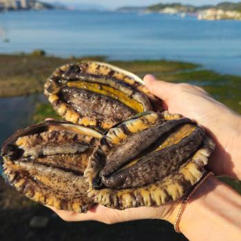 동백해녀 자연산 전복(대)1kg(6~8미)