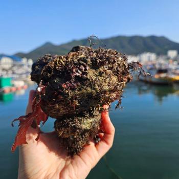 동백해녀 자연산 뿔소라(대)1kg(5~7미)