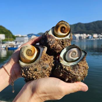 동백해녀 자연산 뿔소라(중)1kg(8~10미)