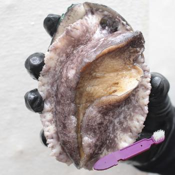 해스레 완도전복1kg(18미내외)