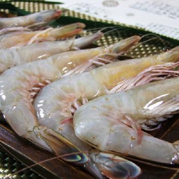 청정태안 자연산 급냉 대하1kg(15미 내외)천일염증정