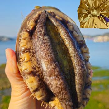 동백해녀 자연산 전복(특)1kg(4~5미)보자기포장