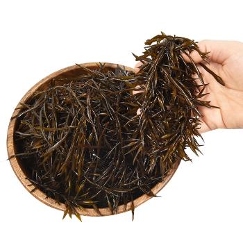 완도맘 당일채취 생톳2kg