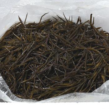 더블유티 완도 생톳2kg