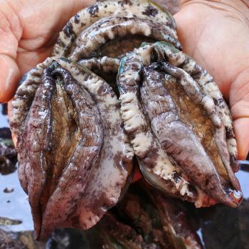 톡톡푸드 완도 활전복1kg(12~13미)