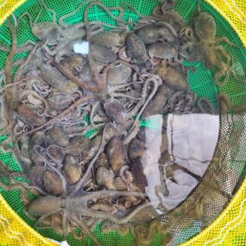 톡톡푸드 산낙지(중대)5미(750g내외)