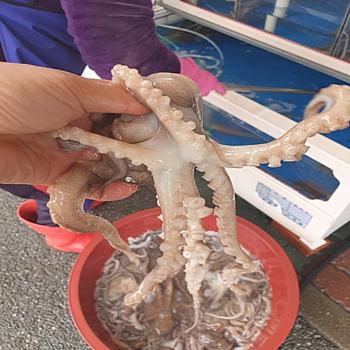 녹동수산 산지직송 고흥 뻘낙지(소)5미(미당30~50g내외)
