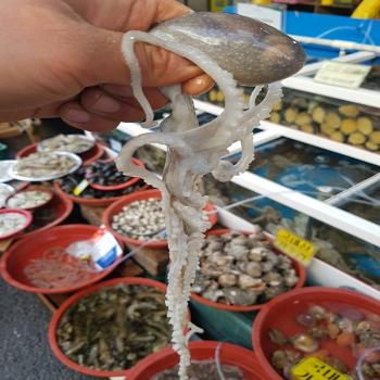 녹동수산 산지직송 고흥 뻘낙지(특)3미(미당140~200g내외)