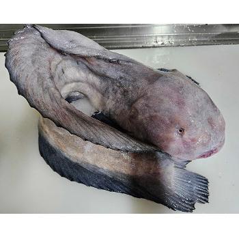 흑산28청춘수산 흑산 손질 물메기(급냉)2.5kg내외(2마리분량)